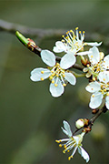 fotodocument ** 