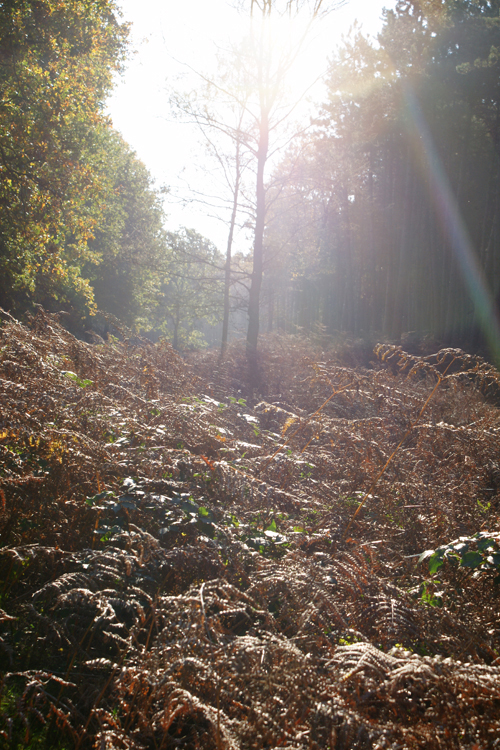 herfst nederland